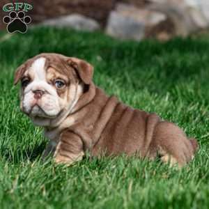 Marina Mocha, English Bulldog Puppy
